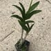 Rare— Dendrobium Nopporn Starbright