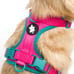 Neon Dog Bundle