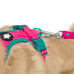 Neon Dog Bundle
