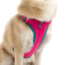 Neon Dog Bundle