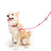 Neon Dog Bundle