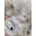 Scary vampire Goblin head AS IS blood prop as is Halloween decor