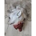 Scary vampire Goblin head AS IS blood prop as is Halloween decor