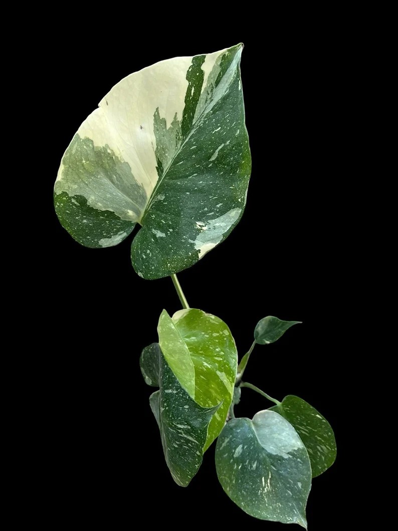 Thai Constellation Monstera Live Plant Fully Rooted Rare Plant Highly Variegated