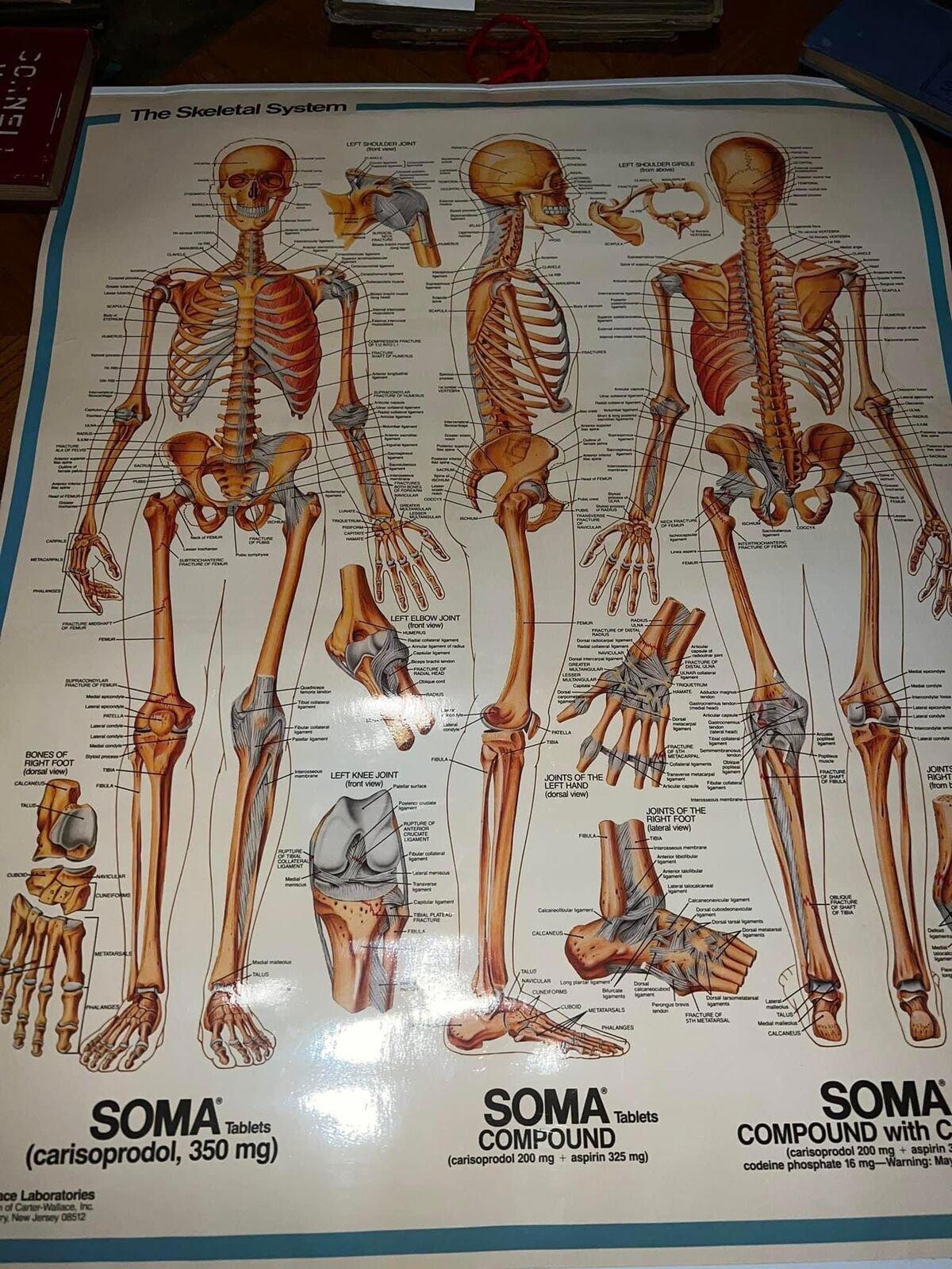 Vintage medical 1985 narcotic advertising Skeletal system Advertising for soma
