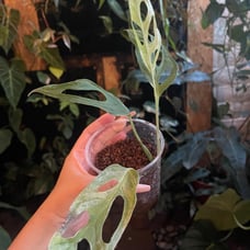 Monstera adansonii mint variegated