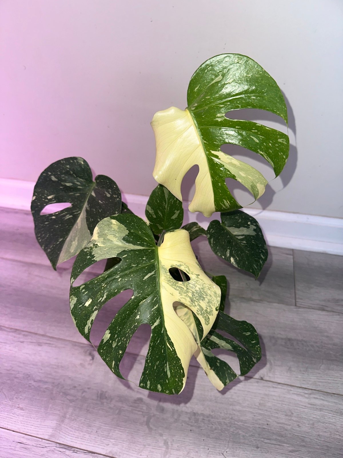 Monstera Thai Con