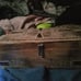 Set of 3 Antique Vintage Style wood boxes with latch