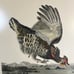 Vintage Audubon pinnated grouse art print plate 186 custom framed birds nature