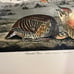 Vintage Audubon pinnated grouse art print plate 186 custom framed birds nature
