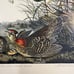 Vintage Audubon pinnated grouse art print plate 186 custom framed birds nature