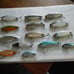 (14 LOT) CORDELL LIPLESS CRANKBAITS ~ SPOT, RATT'L SPOT MINNOW wPLANO TACKLE BOX