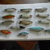 (14 LOT) CORDELL LIPLESS CRANKBAITS ~ SPOT, RATT'L SPOT MINNOW wPLANO TACKLE BOX