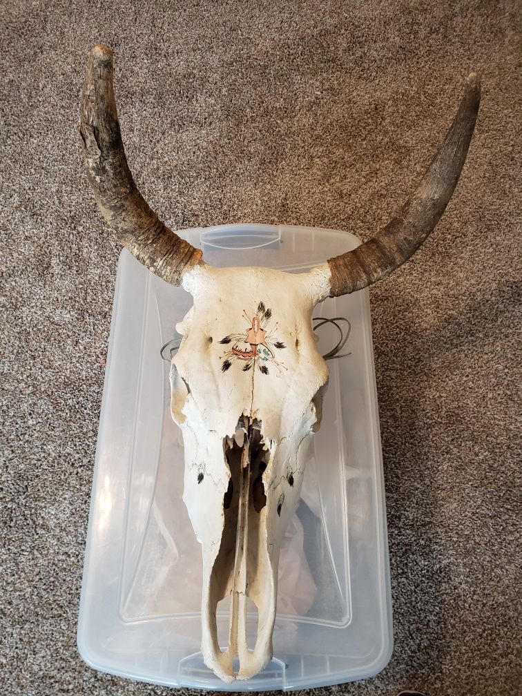 Antique Bull Skull