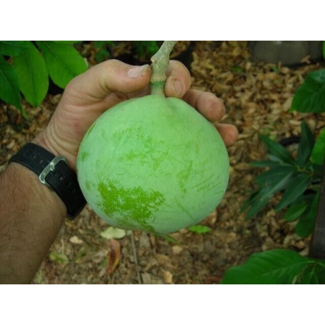 LARGE Grafted 'McDill' White Sapote Tree - Most Productive Fruit Tree in World