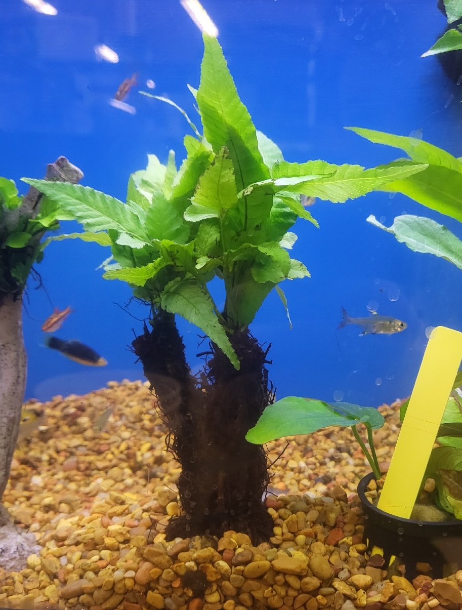 Hygrophilla aquatic plant on tree root - live aquarium plants