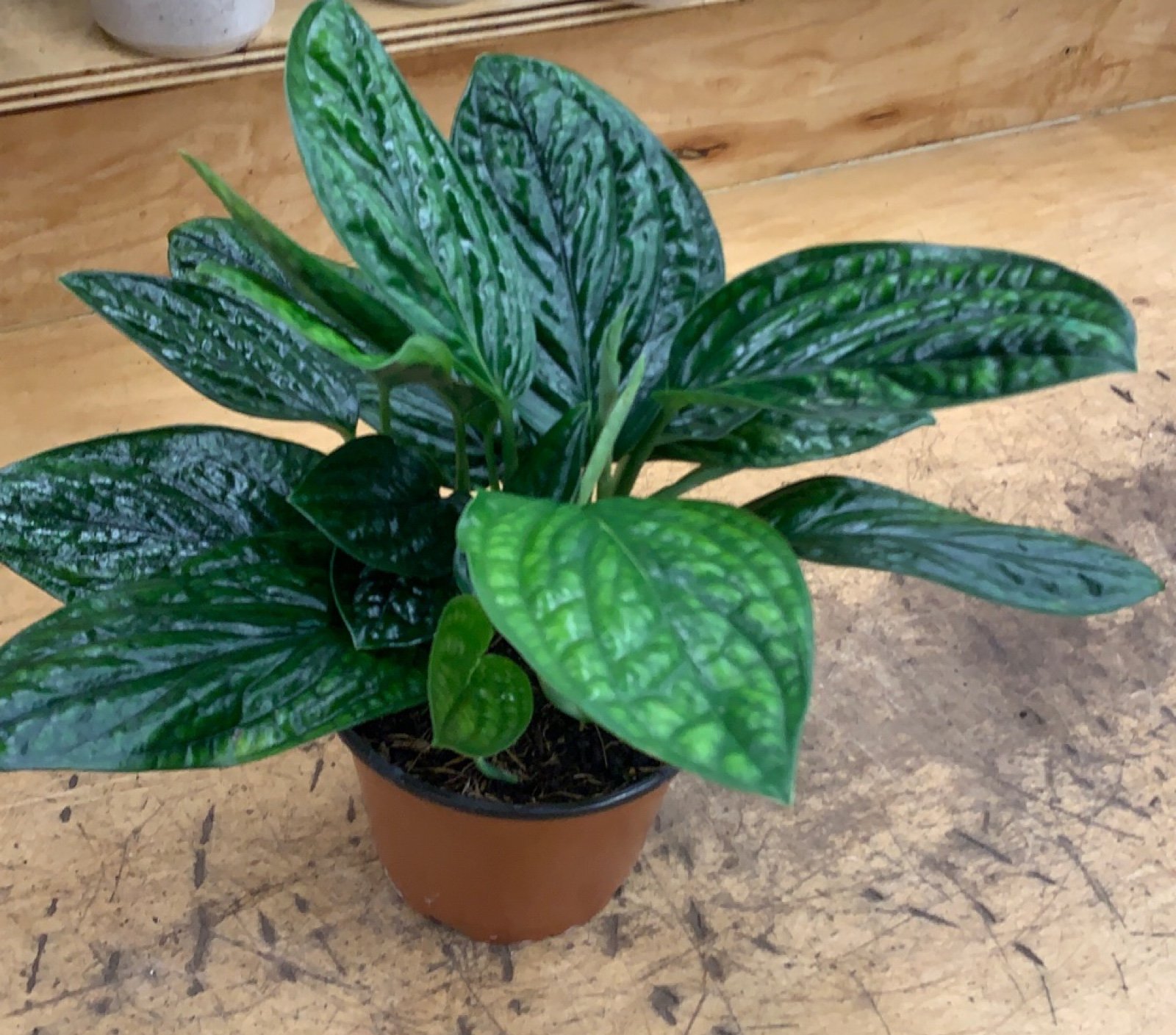 Monstera Peru