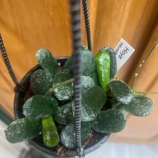 RARE HOYA RONTUDIFLORA IN 4.5 POT HANGING.