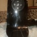 AMZ CHEF Juicer