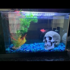 fish tank