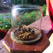 Taxidermy Chameleon
