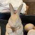 Paper Mache 6.5” bunny,1 -5.5” egg & 8 2.5” eggs