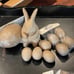 Paper Mache 6.5” bunny,1 -5.5” egg & 8 2.5” eggs