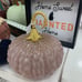 Cupcakes and Cashmere rose /gold pumpkin !