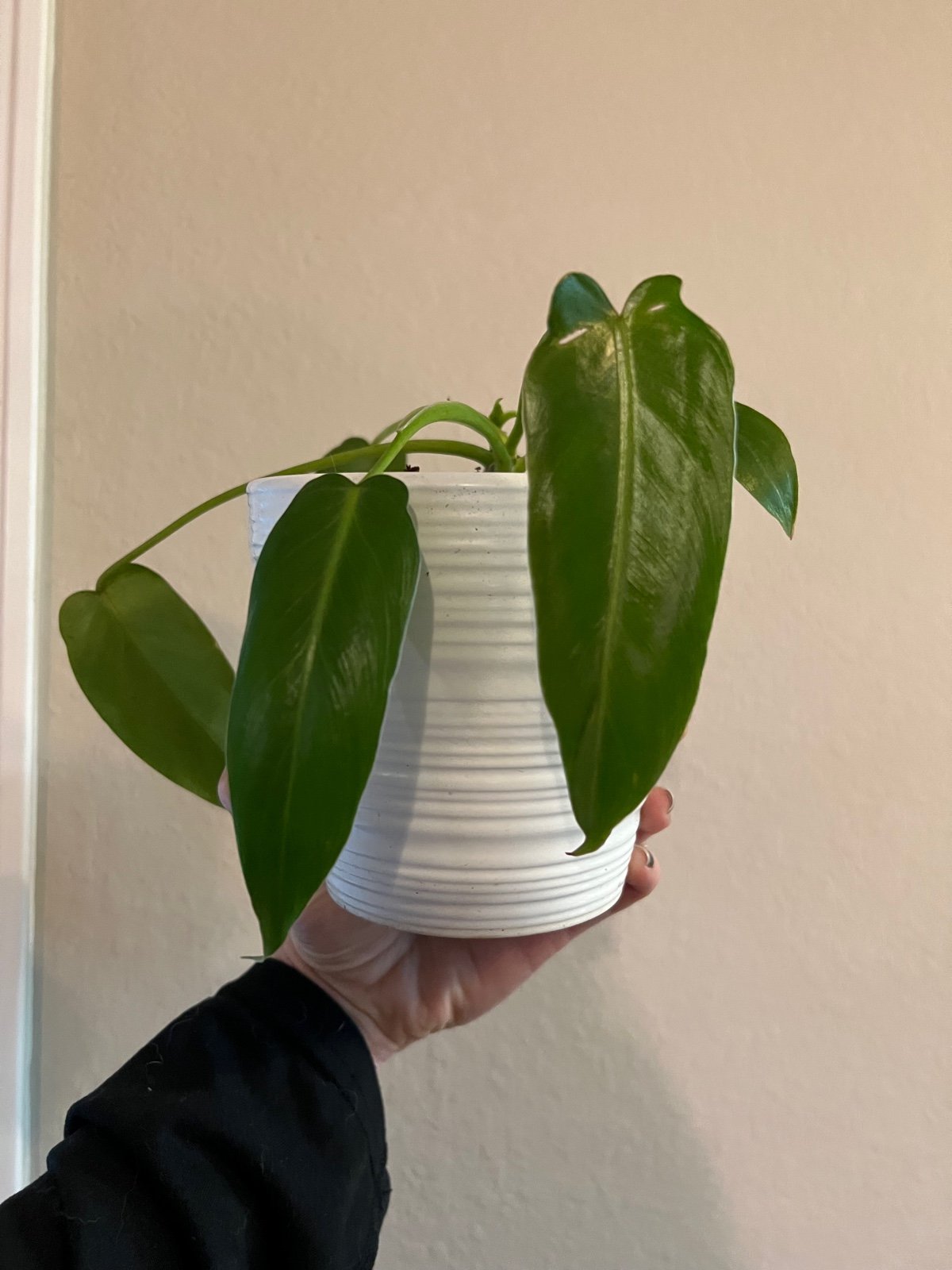 Philodendron Spiritus Sancti