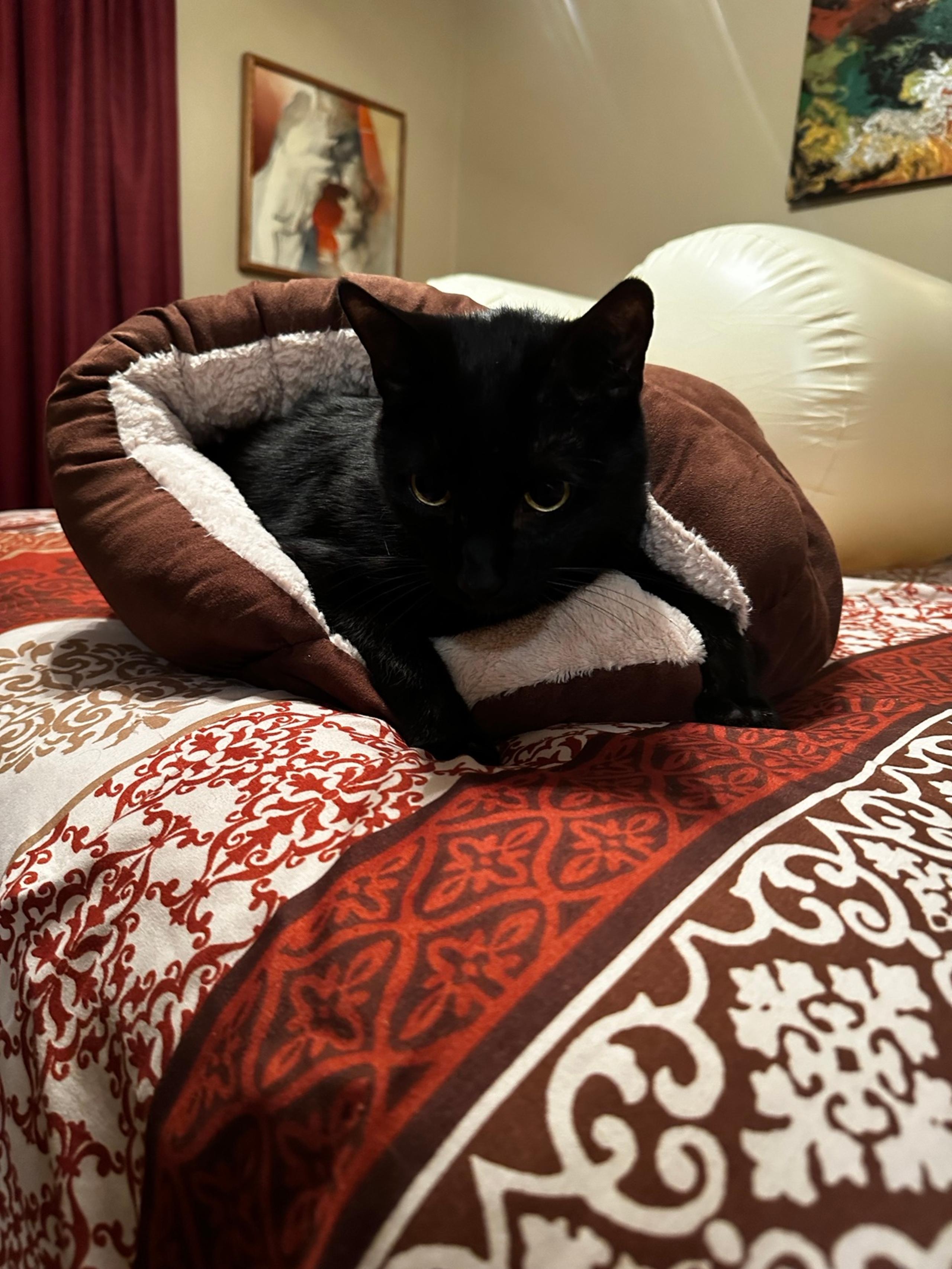 Cat cave