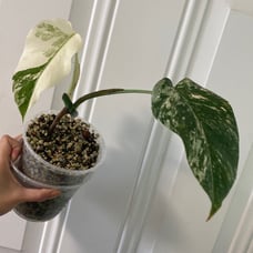 Monstera Albo Borsigiana