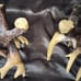 Resin deer antler candle holders