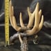 Resin deer antler candle holders