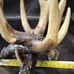 Resin deer antler candle holders