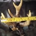 Resin deer antler candle holders