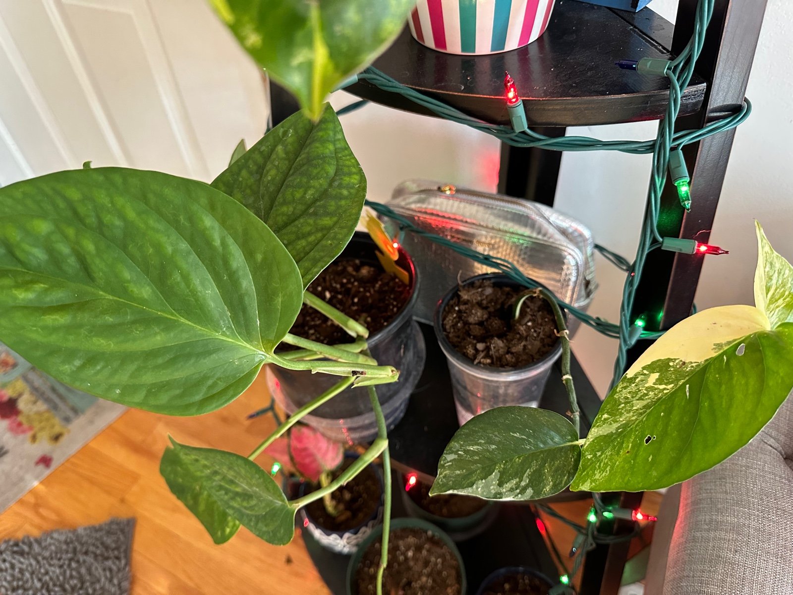 monstera pinnatipartita & Epipremnum Pinnatum Var.