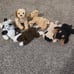 40 Count Miscellaneous TY Beanie Babies