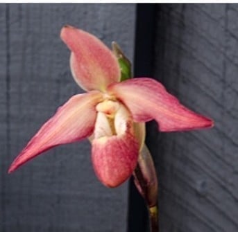Phrag. QF ula'ula (Haley Decker x Eric Young) Slipper Orchid