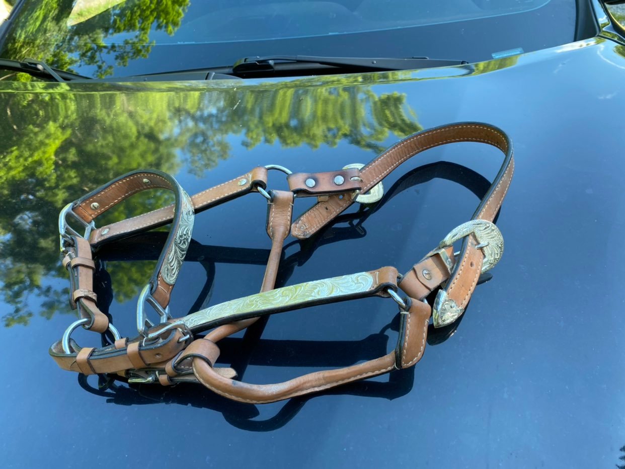 Horse Show halter
