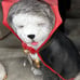LED Lit Halloween Vampire Sheep Dog Mold Halloween 2023 Home Depot 2.5 FT NEW!