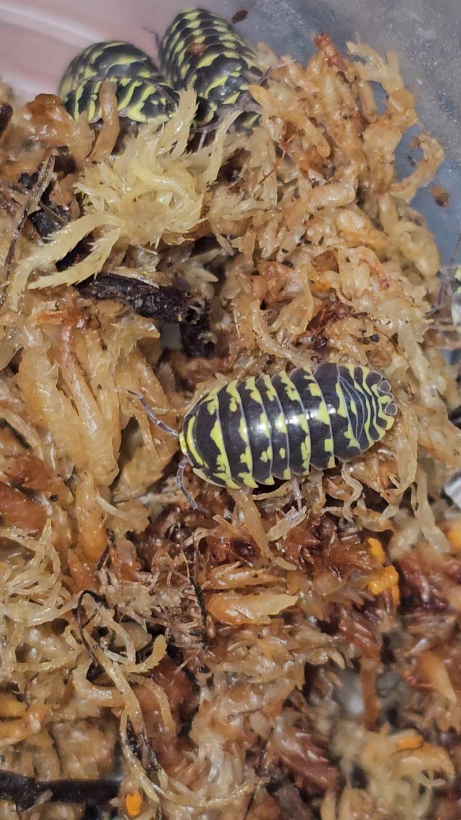 Yellow Zebra (Armadillidium maculatum) Isopods