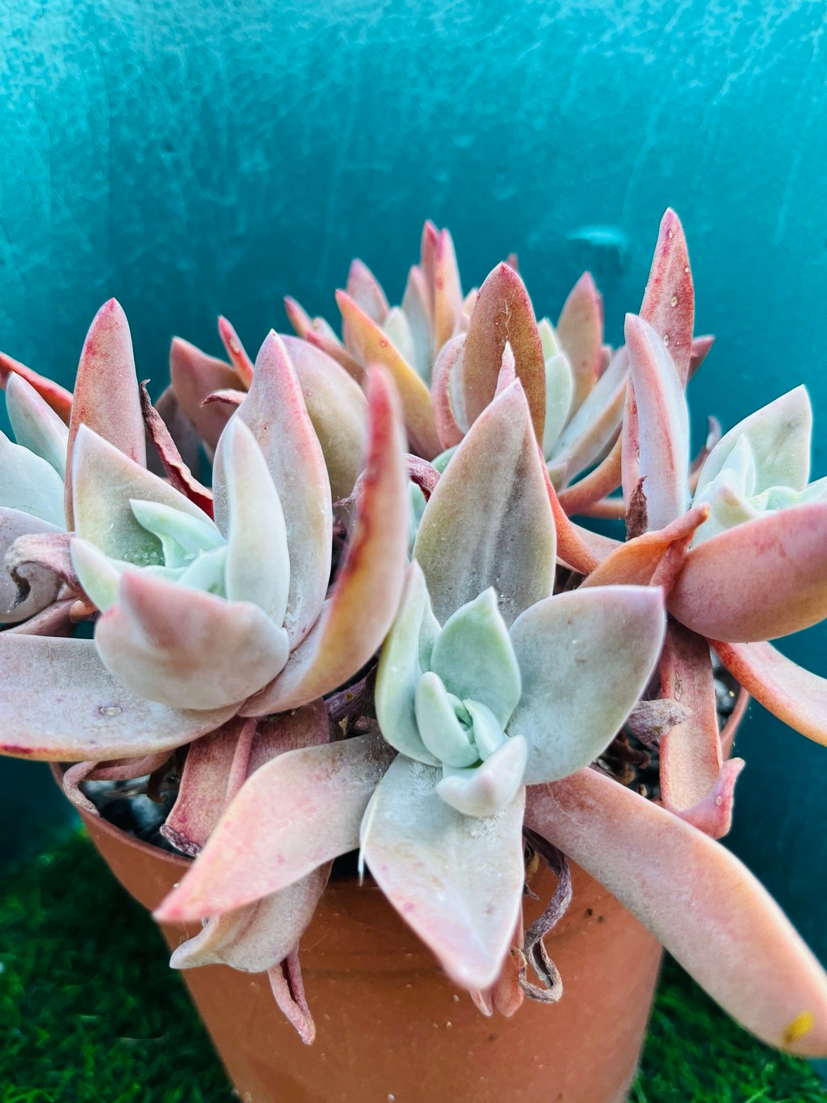 Rare Dudleya Farinosa cluster old trunk live Rooted 8”! get 2 free succulents cu