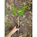 Desertnyi Pomegranate Fruit Tree - Orange Juice Flavor, One of the Best