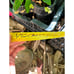 Desertnyi Pomegranate Fruit Tree - Orange Juice Flavor, One of the Best