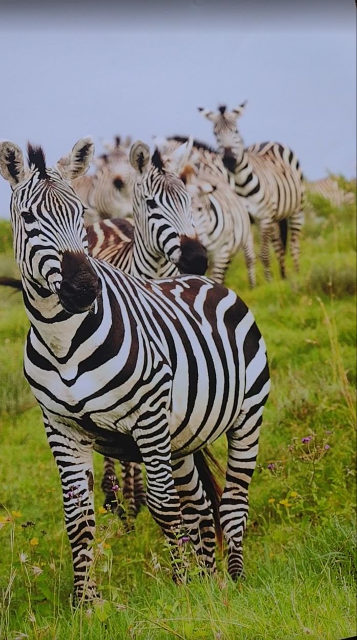 Original print wildlife photos