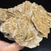 Desert Rose (A)