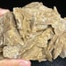Desert Rose (A)