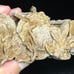 Desert Rose (A)