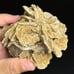 Desert Rose (A)