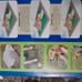 PetSafe-Stubborn Dog inground fence